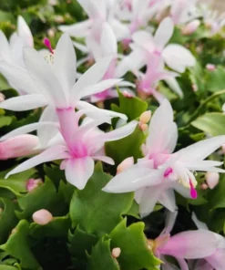 Set of 2 White Christmas Cactus Live Plants, 4 Inch Pot, Thanksgiving Holiday Cactus Starter - Image 2