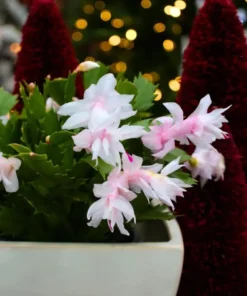 Set of 2 White Christmas Cactus Live Plants, 4 Inch Pot, Thanksgiving Holiday Cactus Starter - Image 4