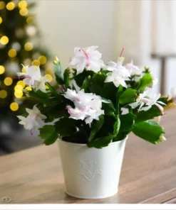 Set of 2 White Christmas Cactus Live Plants, 4 Inch Pot, Thanksgiving Holiday Cactus Starter - Image 5