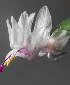 Set of 2 White Christmas Cactus Live Plants, 4 Inch Pot, Thanksgiving Holiday Cactus Starter - Image 6