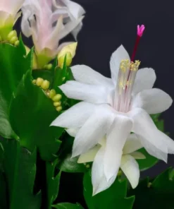 Set of 2 White Christmas Cactus Live Plants, 4 Inch Pot, Thanksgiving Holiday Cactus Starter - Image 7