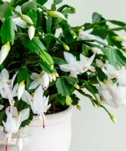 Set of 2 White Christmas Cactus Live Plants, 4 Inch Pot, Thanksgiving Holiday Cactus Starter - Image 8