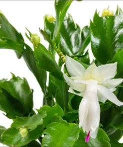 Set of 2 White Christmas Cactus Live Plants, 4 Inch Pot, Thanksgiving Holiday Cactus Starter - Image 9