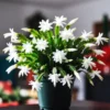 Set of 2 White Christmas Cactus Live Plants, 4 Inch Pot, Thanksgiving Holiday Cactus Starter - Image 1