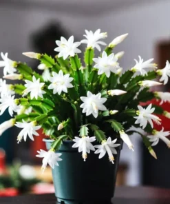 Set of 2 White Christmas Cactus Live Plants, 4 Inch Pot, Thanksgiving Holiday Cactus Starter - Image 1