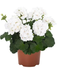 Set of 2 White Geranium Live Plants – Fragrant Outdoor Perennials – 5-8