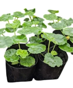 Set of 2 White Geranium Live Plants – Fragrant Outdoor Perennials – 5-8