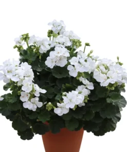 Set of 2 White Geranium Live Plants – Fragrant Outdoor Perennials – 5-8