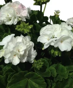 Set of 2 White Geranium Live Plants – Fragrant Outdoor Perennials – 5-8