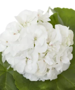 Set of 2 White Geranium Live Plants – Fragrant Outdoor Perennials – 5-8