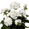 Set of 2 White Geranium Live Plants – Fragrant Outdoor Perennials – 5-8" Tall - Image 1
