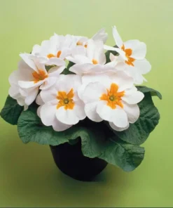 Set of 2 White Primrose Live Plants - Primula Vulgaris - 4 Inch Pot - Outdoor Flower - Image 4
