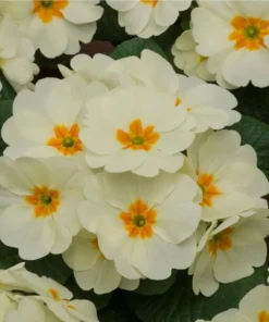 Set of 2 White Primrose Live Plants - Primula Vulgaris - 4 Inch Pot - Outdoor Flower - Image 5
