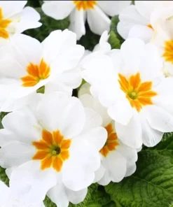 Set of 2 White Primrose Live Plants - Primula Vulgaris - 4 Inch Pot - Outdoor Flower - Image 1