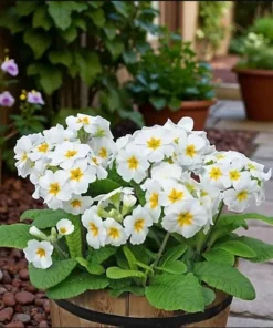 Set of 2 White Primrose Live Plants - Primula Vulgaris - 4 Inch Pot - Outdoor Flower - Image 6