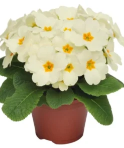 Set of 2 White Primrose Live Plants - Primula Vulgaris - 4 Inch Pot - Outdoor Flower - Image 7