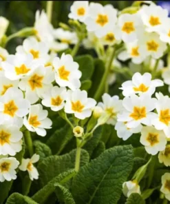Set of 2 White Primrose Live Plants - Primula Vulgaris - 4 Inch Pot - Outdoor Flower - Image 8
