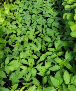 Set of 3 Beefsteak Tomato Live Starter Plants, 4