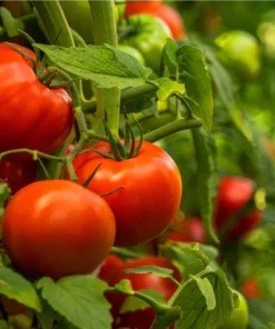 Set of 3 Beefsteak Tomato Live Starter Plants, 4