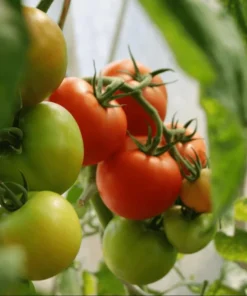 Set of 3 Beefsteak Tomato Live Starter Plants, 4