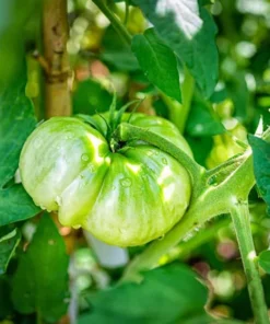 Set of 3 Beefsteak Tomato Live Starter Plants, 4