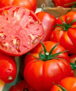 Set of 3 Beefsteak Tomato Live Starter Plants, 4