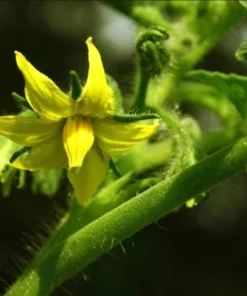 Set of 3 Beefsteak Tomato Live Starter Plants, 4