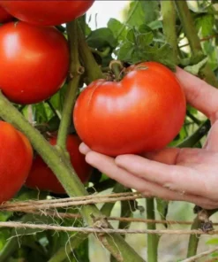 Set of 3 Beefsteak Tomato Live Starter Plants, 4