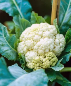 Set of 3 Cauliflower Live Starter Plants in Nursery Pots - 4-6 Inch Tall Vegetable - Image 3