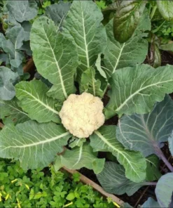 Set of 3 Cauliflower Live Starter Plants in Nursery Pots - 4-6 Inch Tall Vegetable - Image 5