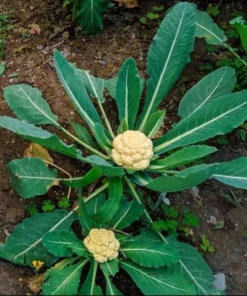 Set of 3 Cauliflower Live Starter Plants in Nursery Pots - 4-6 Inch Tall Vegetable - Image 6