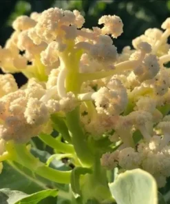 Set of 3 Cauliflower Live Starter Plants in Nursery Pots - 4-6 Inch Tall Vegetable - Image 7