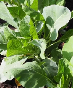 Set of 3 Cauliflower Live Starter Plants in Nursery Pots - 4-6 Inch Tall Vegetable - Image 9