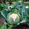 Set of 3 Cauliflower Live Starter Plants in Nursery Pots - 4-6 Inch Tall Vegetable - Image 1