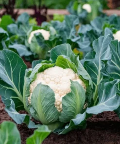 Set of 3 Cauliflower Live Starter Plants in Nursery Pots - 4-6 Inch Tall Vegetable - Image 1