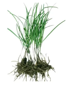 Set of 3 Chinese Garlic Chive Roots Live Plant – Hardy Perennial Herb Starter - Image 2