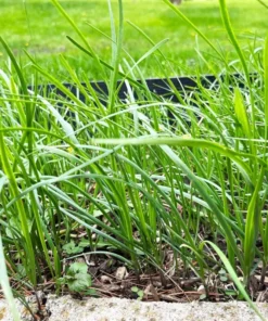 Set of 3 Chinese Garlic Chive Roots Live Plant – Hardy Perennial Herb Starter - Image 3