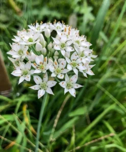 Set of 3 Chinese Garlic Chive Roots Live Plant – Hardy Perennial Herb Starter - Image 4