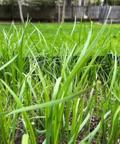 Set of 3 Chinese Garlic Chive Roots Live Plant – Hardy Perennial Herb Starter - Image 7