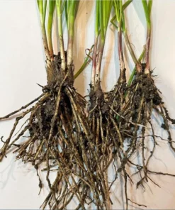 Set of 3 Chinese Garlic Chive Roots Live Plant – Hardy Perennial Herb Starter - Image 8