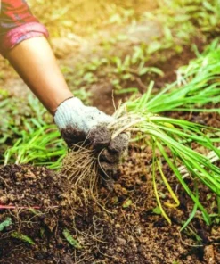 Set of 3 Chinese Garlic Chive Roots Live Plant – Hardy Perennial Herb Starter - Image 1