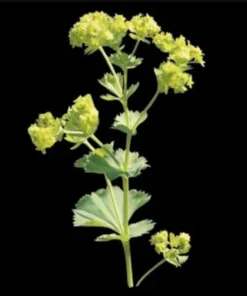 Set of 3 Lady's Mantle Live Plants - Alchemilla Thriller Plugs, 1-3
