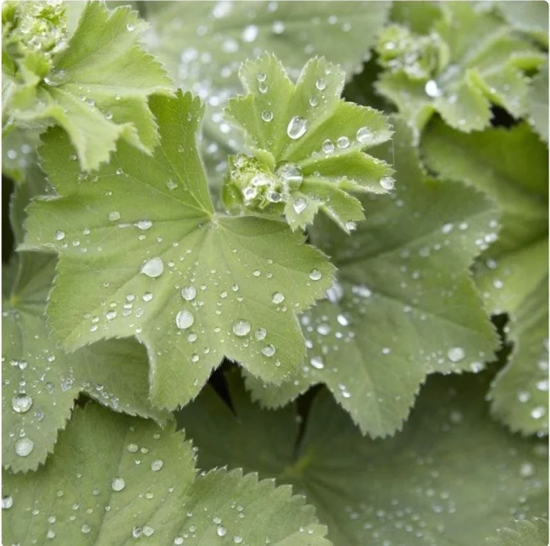 Set of 3 Lady's Mantle Live Plants - Alchemilla Thriller Plugs, 1-3" Tall, Hardy Perennial - Image 4