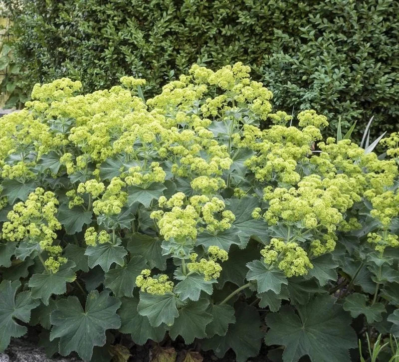 Set of 3 Lady's Mantle Live Plants - Alchemilla Thriller Plugs, 1-3" Tall, Hardy Perennial - Image 5
