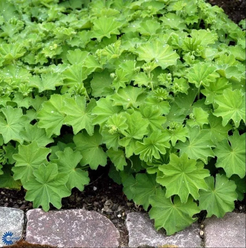 Set of 3 Lady's Mantle Live Plants - Alchemilla Thriller Plugs, 1-3" Tall, Hardy Perennial - Image 6
