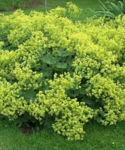 Set of 3 Lady's Mantle Live Plants - Alchemilla Thriller Plugs, 1-3
