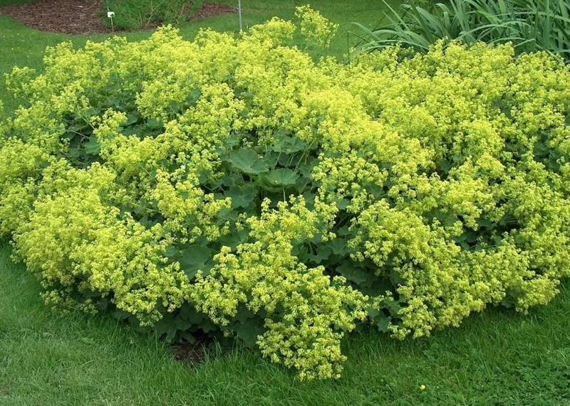 Set of 3 Lady's Mantle Live Plants - Alchemilla Thriller Plugs, 1-3" Tall, Hardy Perennial - Image 7