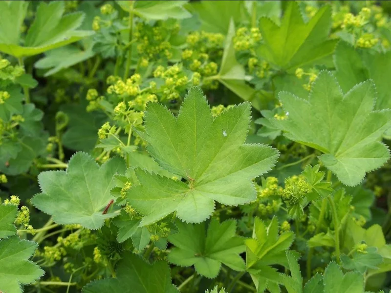 Set of 3 Lady's Mantle Live Plants - Alchemilla Thriller Plugs, 1-3" Tall, Hardy Perennial - Image 8