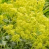 Set of 3 Lady's Mantle Live Plants - Alchemilla Thriller Plugs, 1-3" Tall, Hardy Perennial - Image 1