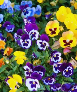 Set of 3 Pansy Live Plants - Assorted Mix-Color Blooms, 3-5 Inch Tall - Image 2